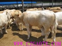RFID畜牧业养殖管理系统